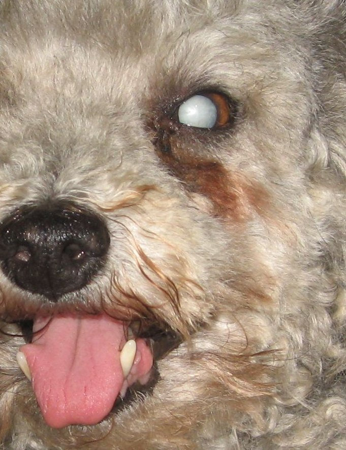 Perro con una catarata madura visible en uno de sus ojos